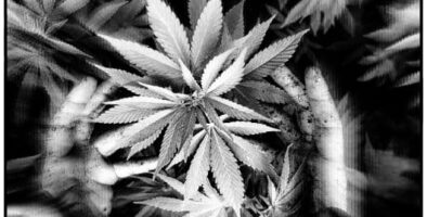 Hemp biochar sequestration2-Edit